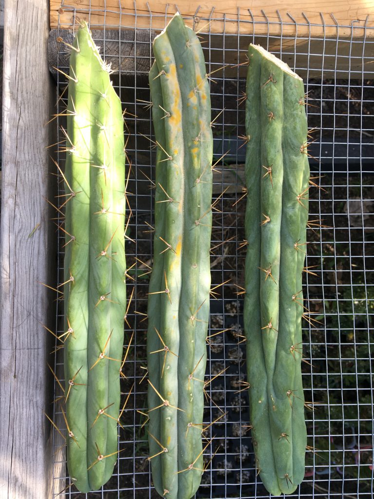 Cactus cuttings