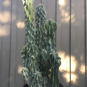 Colossal Cactus
