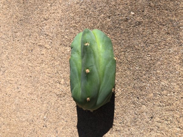 Trichocereus Pachanoi | San Pedro Cactus Cuttings | Small 