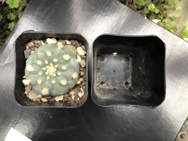 Extra Deep Cactus Pot
