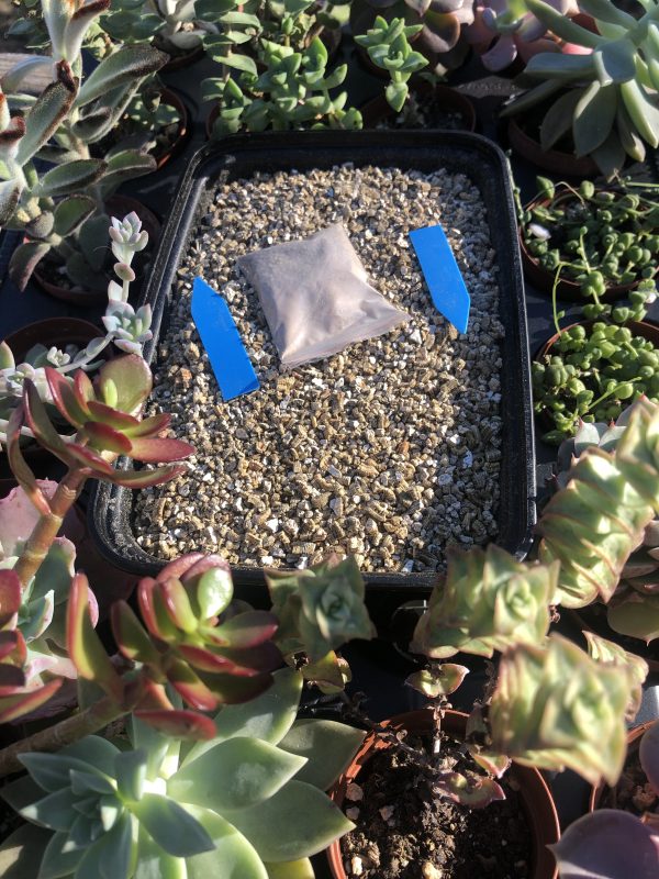 Succulent & Cactus Seed Germination Kit