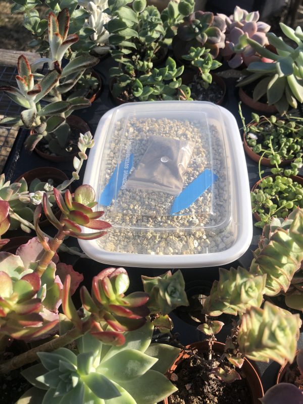 Succulent & Cactus Seed Germination Kit