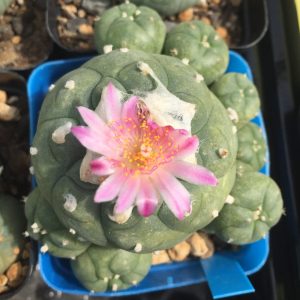 Lophophora jourdaniana