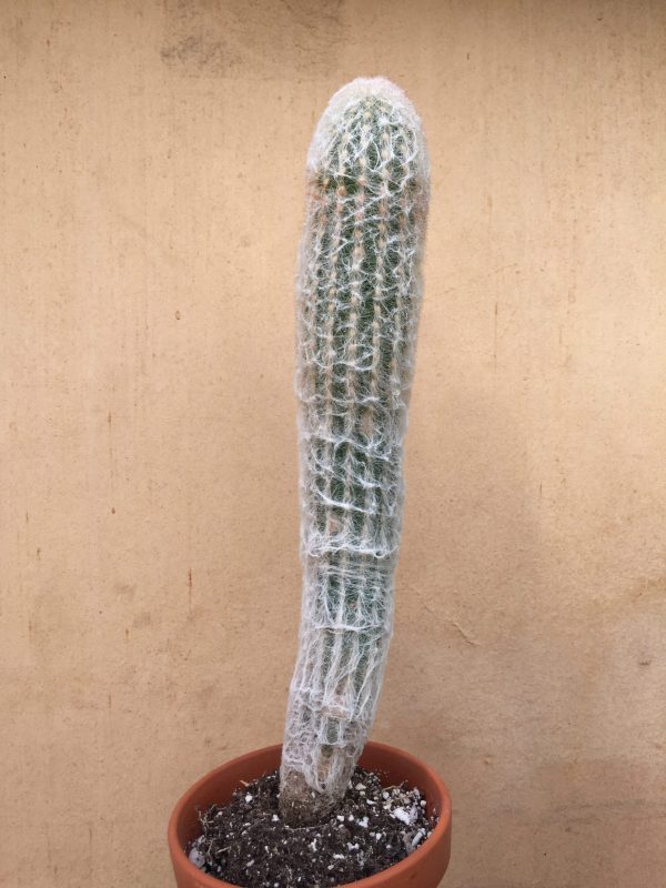 Espostoa melanostele / Peruvian Old Man Cactus