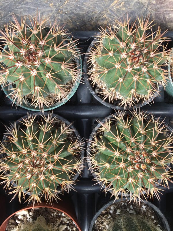 Notocactus Roseoluteus Cactus