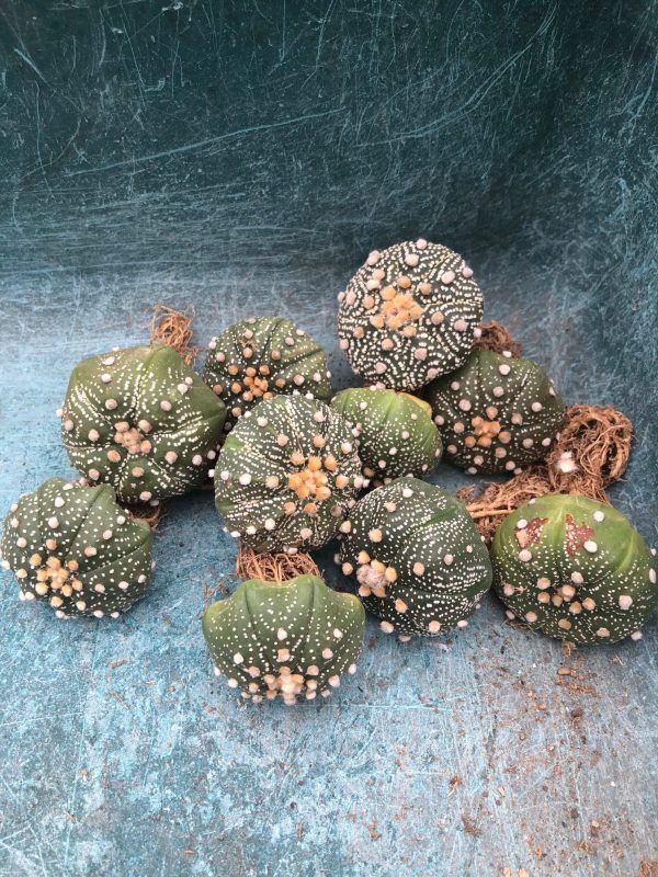 Astrophytum Asterias | Sand Dollar Cactus