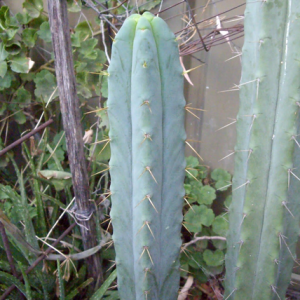 Bolivian torch cactus seeds is a tall, columnar cactus from the high deserts of Bolivia. It's native to Peru, Bolivia and Ecuador. The seeds are pure non-hybridized