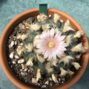Grandfather Lophophora Williamsii Cactus