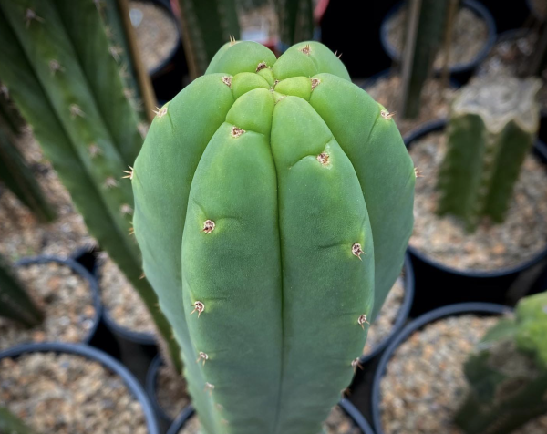Trichocereus Pachanoi | San Pedro Cactus Seeds