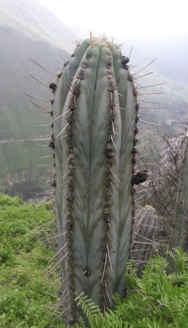 Trichocereus Peruvianus |Peruvian Torch Cactus Seeds