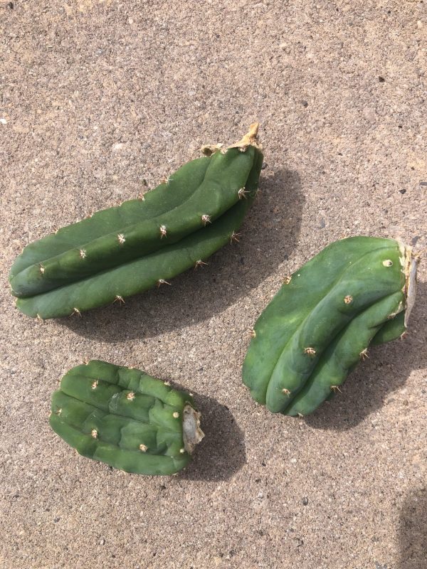 Trichocereus Pachanoi | San Pedro Cactus Cuttings