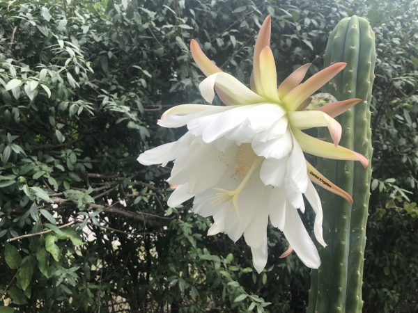 San Pedro Cactus | Trichocereus Pachanoi