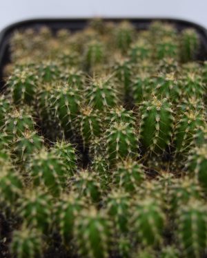 San Pedro Cactus Seedlings