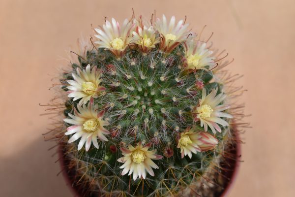 Mammillaria Karwinskiana Cactus