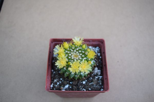 Mammillaria marksiana cactus
