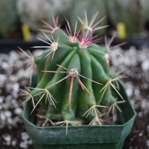 Ferocactus Pilosus Cactus