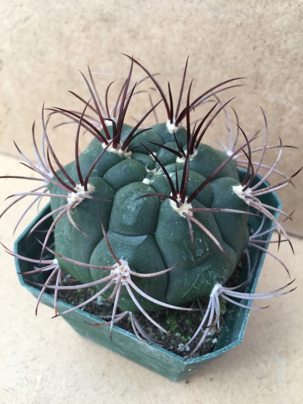 Gymnocalycium Marquezii Cactus