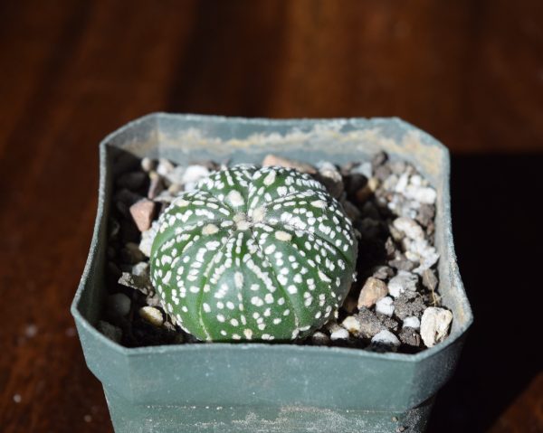 Astrophytum Superkabuto Cactus
