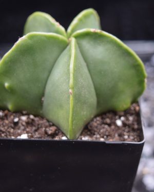 Astrophytum Myriostigma Cactus