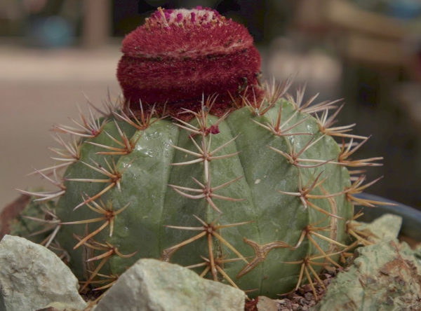 Melocactus Bahiensis Cactus