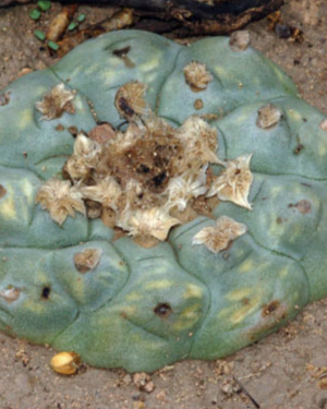 Lophophora Sp. Sierra De La Palla Cactus Seeds