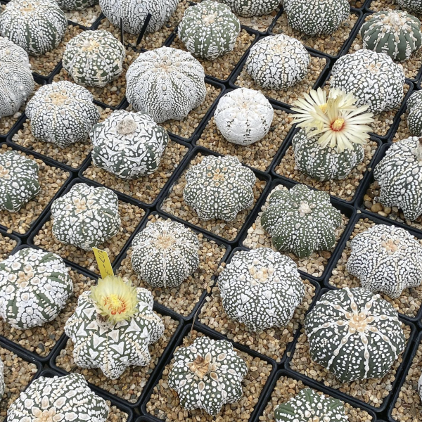 Astrophytum Asterias | Sand Dollar Cactus Seeds