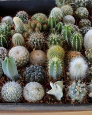 Cactus Seed Mixed Variety Pack