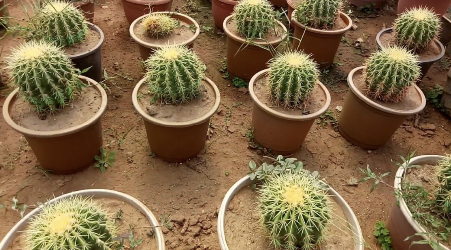 Echinocactus Grusonii cacti rare cactus seed 100 SEEDS 