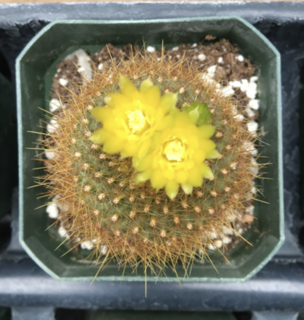 Parodia Haselbergii Subsp. Graessneri Cactus Seeds