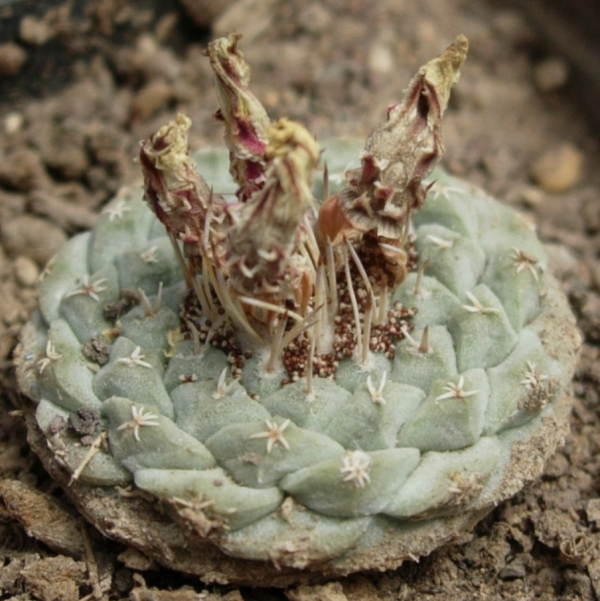Strombocactus Disciformis Cactus Seeds