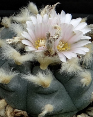 Lophophora Williamsii Var. Pluricostata Cactus Seed