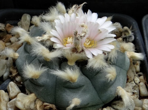 Lophophora Williamsii Var. Pluricostata Cactus Seed