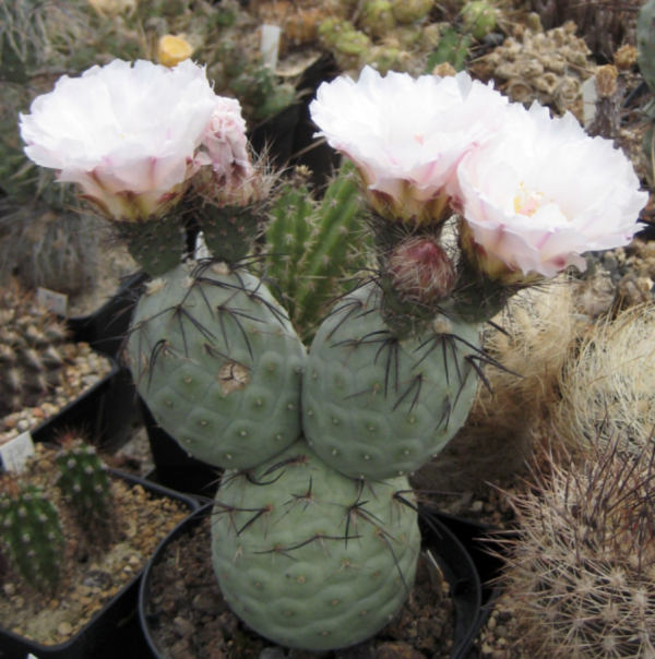Tephrocactus Geometricus Cactus Seeds