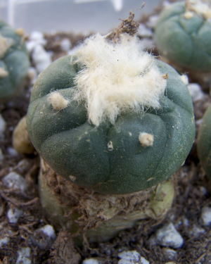 Lophophora Koehresii Cactus