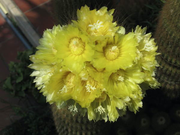 Eriocactus leninghausii | Eriocactus leninghausii Cactus