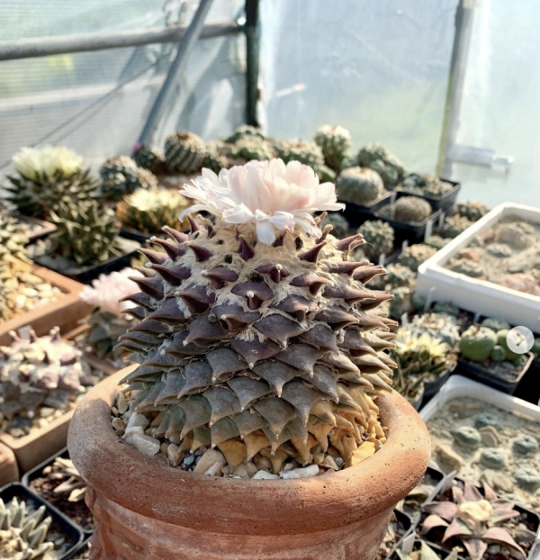 Ariocarpus Furfuraceus Cactus Seeds