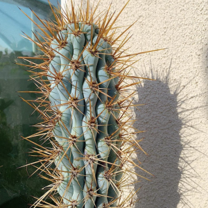 Browningia Hertlingiana Cactus Seeds