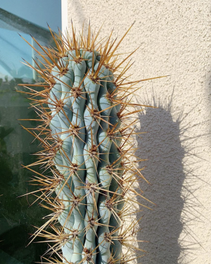 Browningia Hertlingiana Cactus Seeds