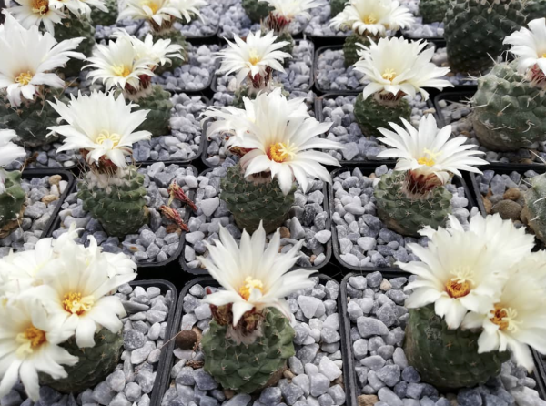 Strombocactus Disciformis Cactus Seeds