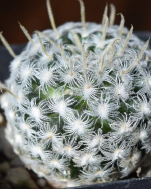 Mammillaria Duwei Cactus