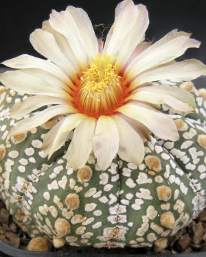 Astrophytum cv. Superkabuto Cactus Seeds