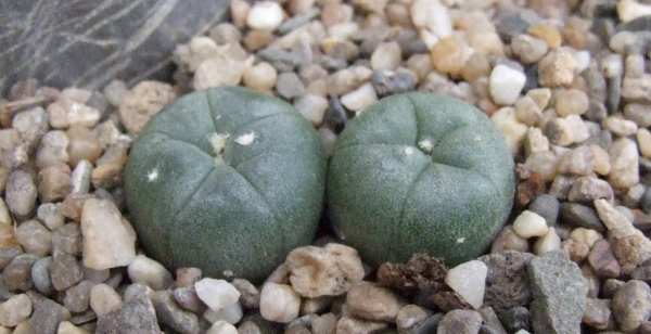Lophophora Alberto-Vojtechii Cactus Seeds