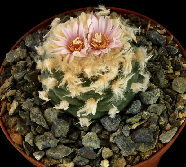 Lophophora Diffusa v. Koehresii Cactus Seeds