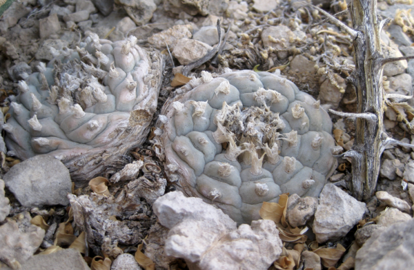Lophophora Sp. Cuatro Cienegas Cactus Seeds