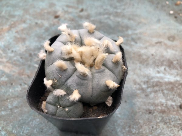 Lophophora Williamsii Cactus