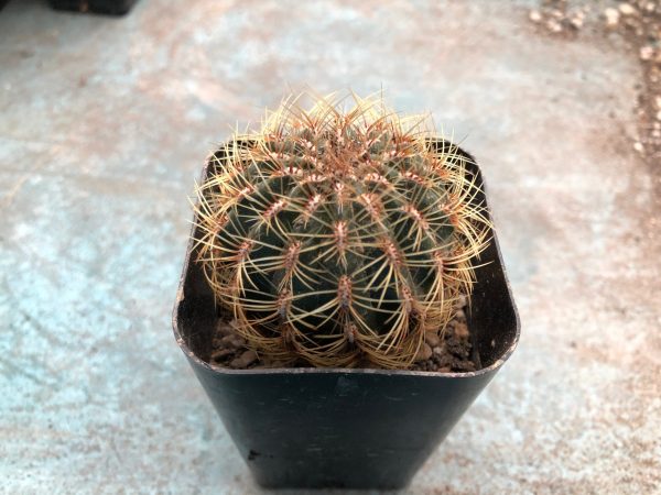 Oroya cactus