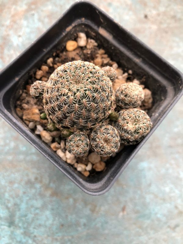 Sulcorebutia Mizquensis Cactus