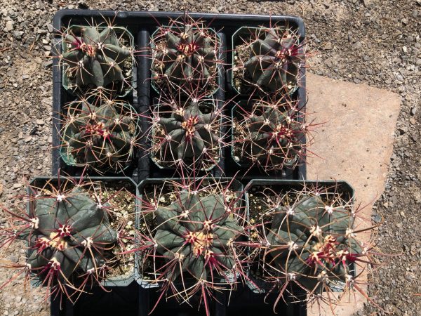 Ferocactus Emoryi Cactus