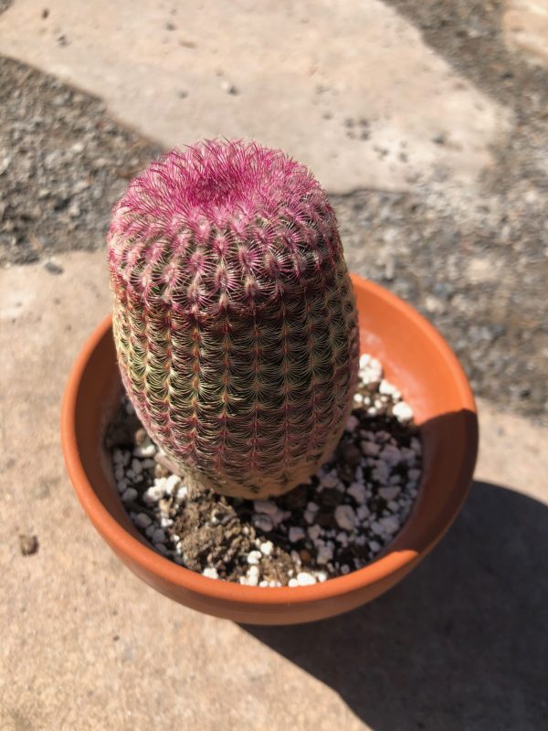 Echinocereus Rigidissimus Cactus | Rainbow Hedgehog