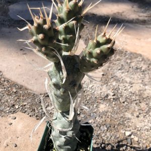 Tephrocactus articulatus var. papyracanthus | Paper Spine Cactus